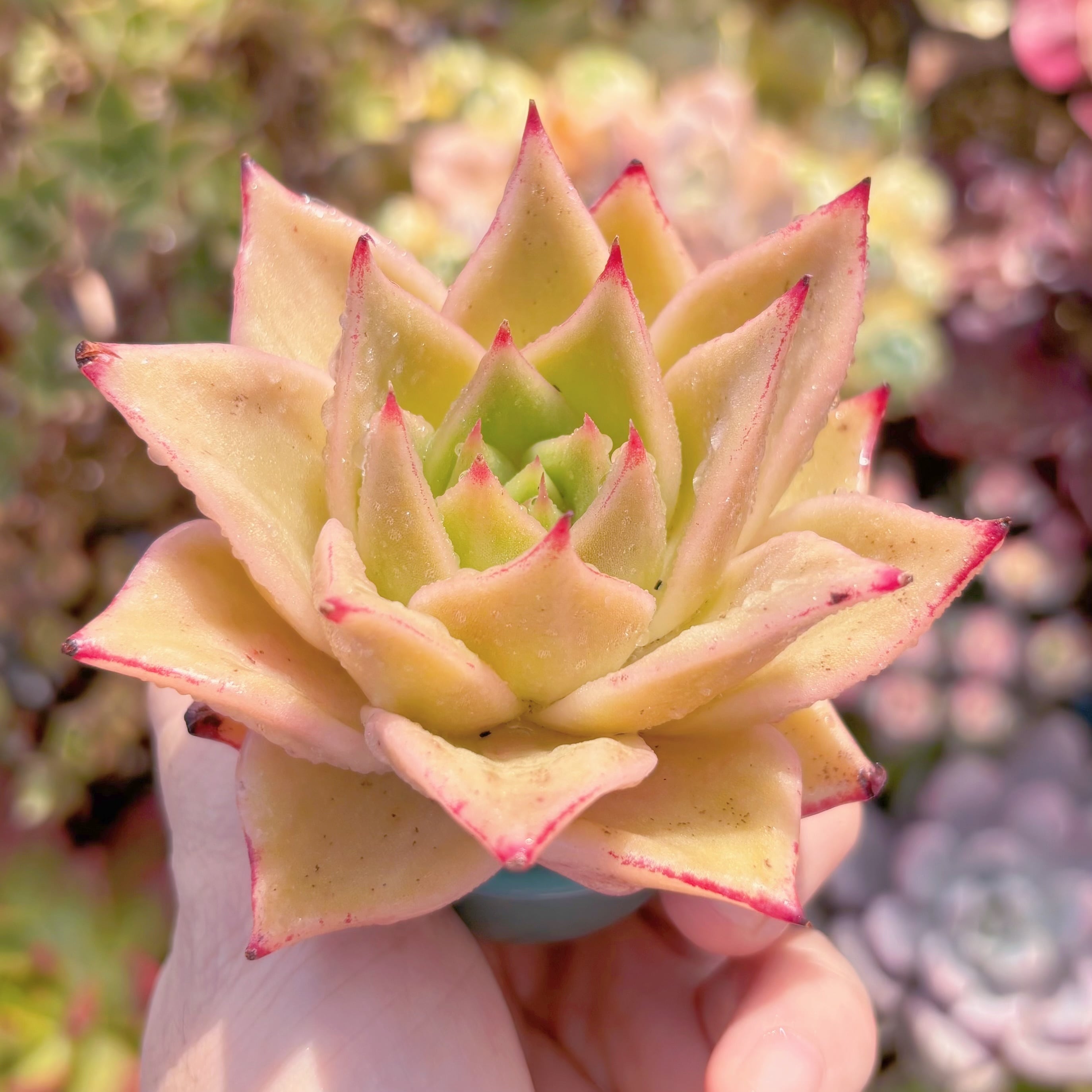 ❣️美苗♡スターライトジェニー❣️現品 エケベリア 寄せ植え 多肉