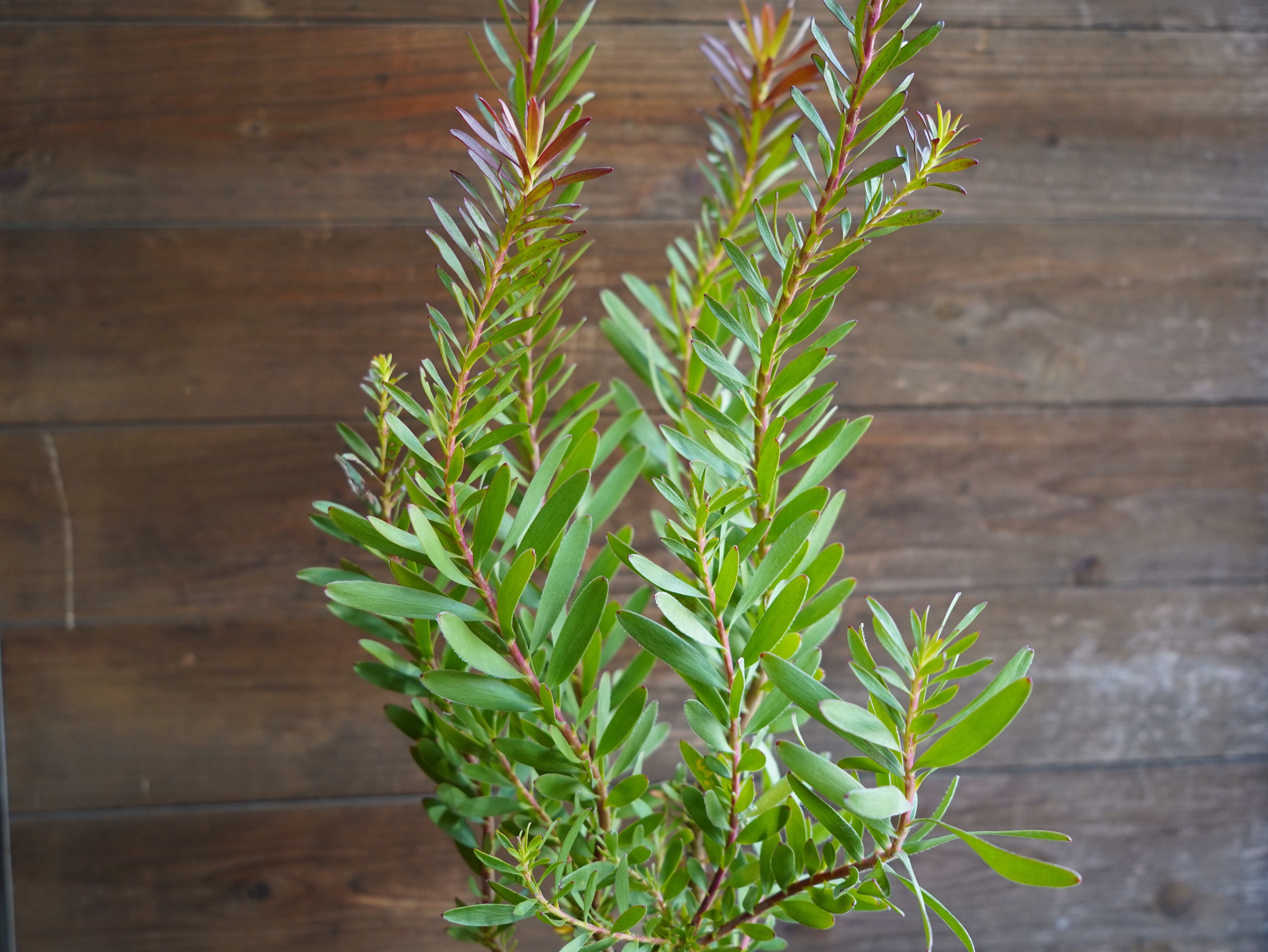 【現物】リューカデンドロン　”Safari Sunset”　６号