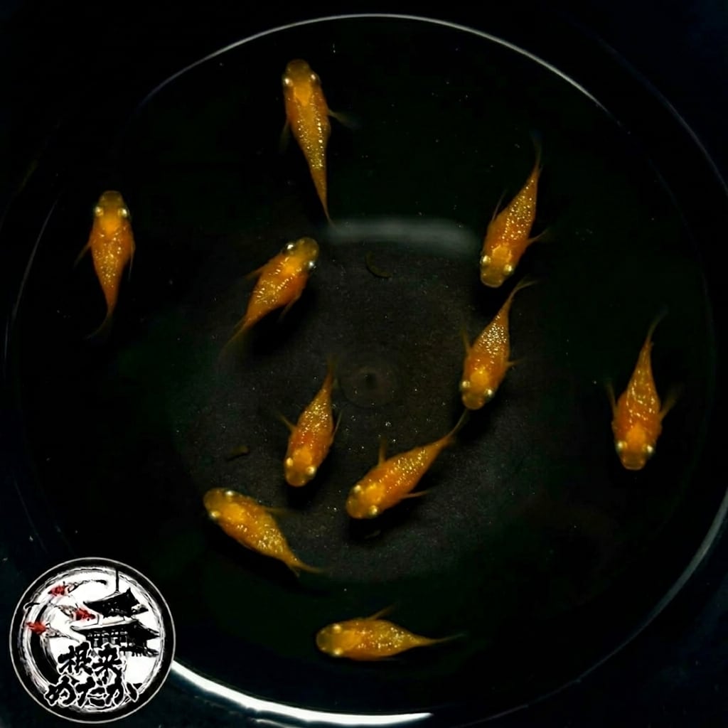 〖1ペア〗紅華ダルマ　メダカ 成魚｜改良メダカ 人気品種 メダカ販売
