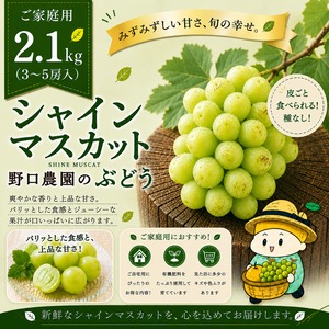 ◻️ご家庭用 シャインマスカット2.1kg（3～5房入）✮