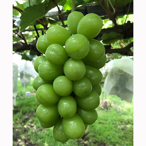 ☆甘さキュッと凝縮【 シャインマスカット 】2kg超 パクッと食べられる