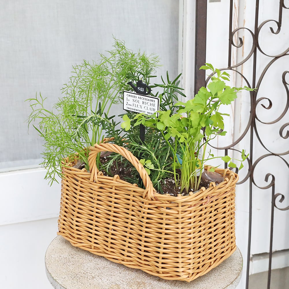 ハーブ寄せ植え おまかせ ナチュラルバスケット スクエア おしゃれ