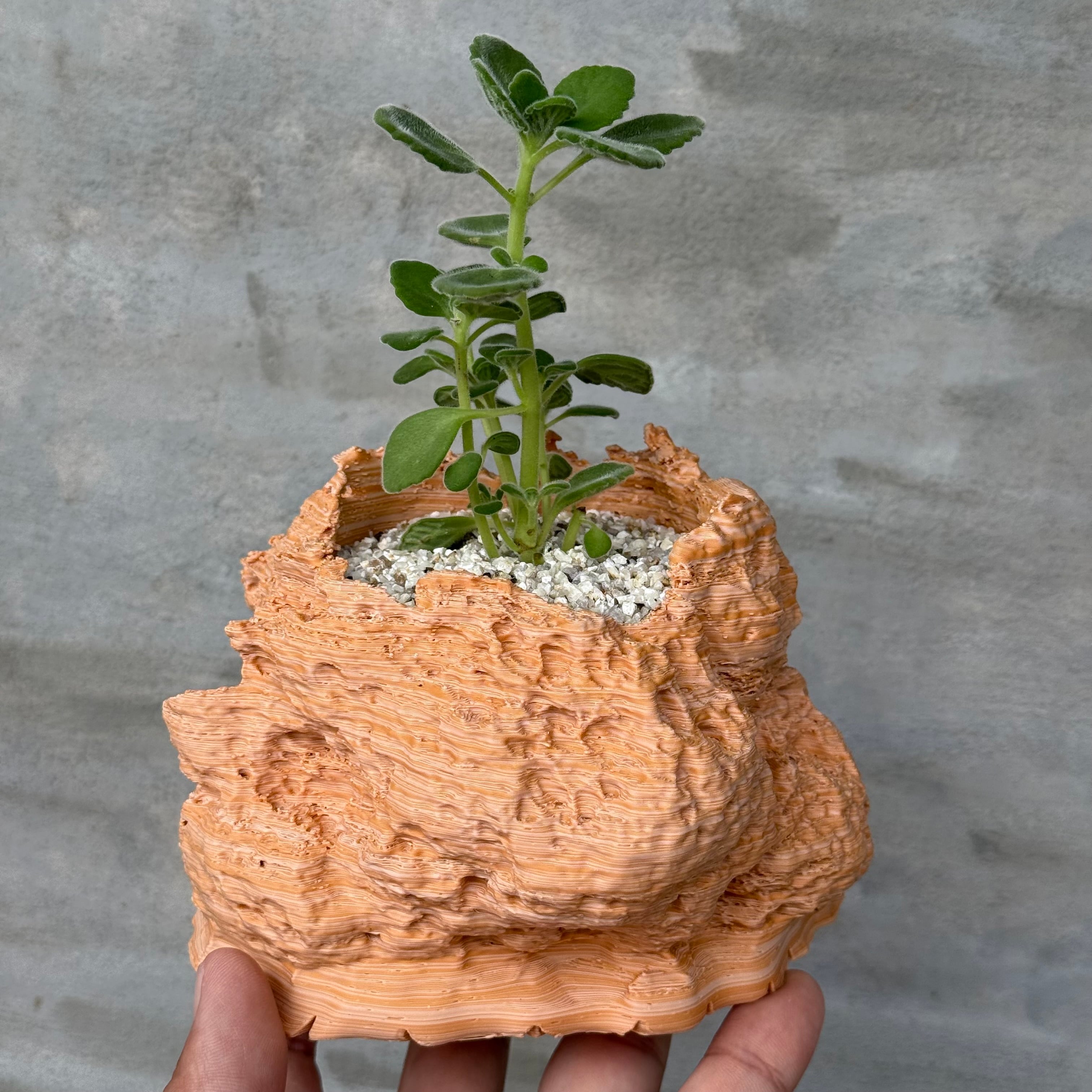 植物×作家鉢 【植え込み済み】 | A-PLANTS