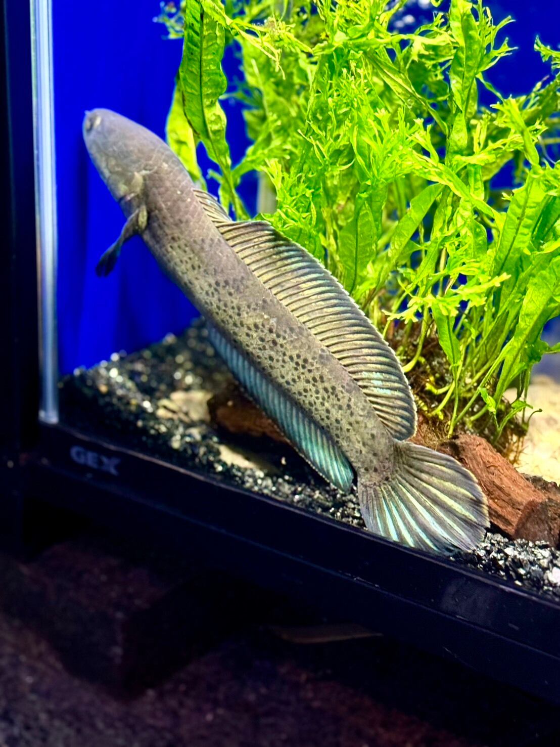 スチュワートスネークヘッド✨熱帯魚