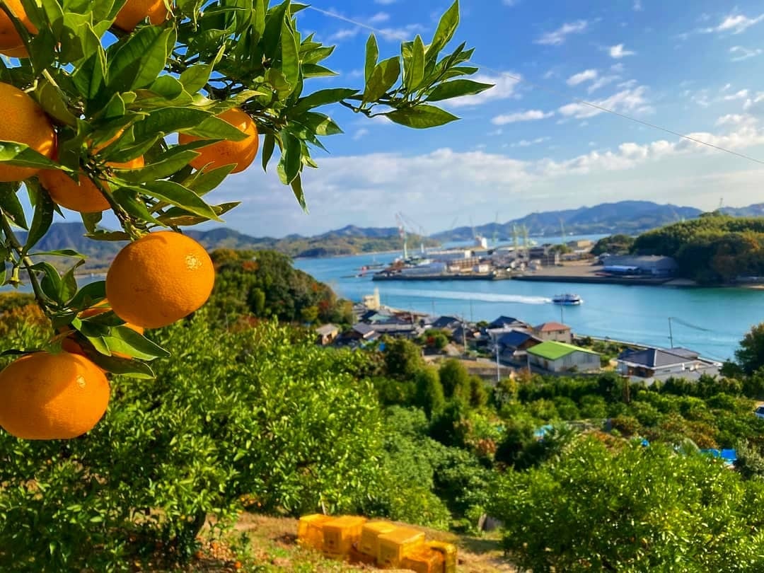 高根島みかん(小玉) 2kg | LORO farm(ロロファーム)オンラインショップ