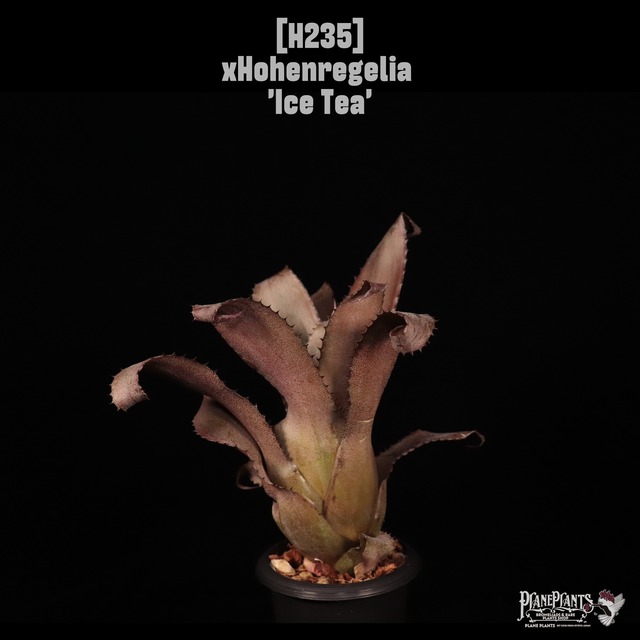 【送料無料】xHohenregelia 'Ice Tea'〔ホヘンレゲリア〕現品発送H0143