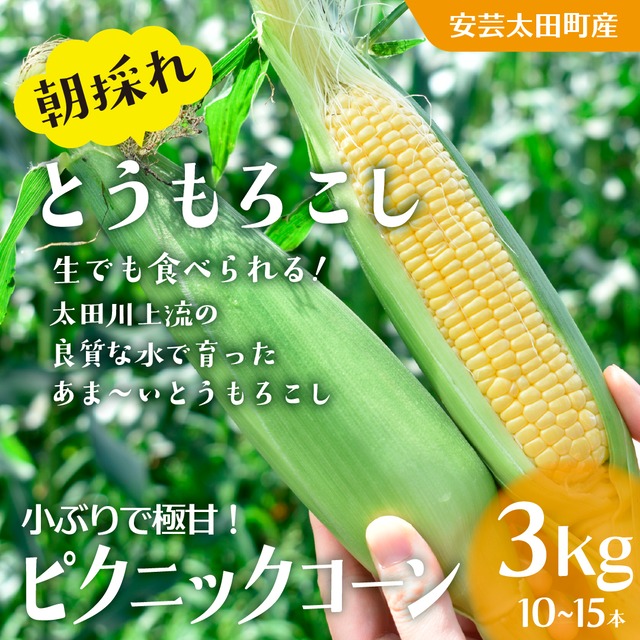 【送料半額】朝採れとうもろこしピクニックコーン3ｋｇ（10～15本程度）《お中元・夏ギフトに》