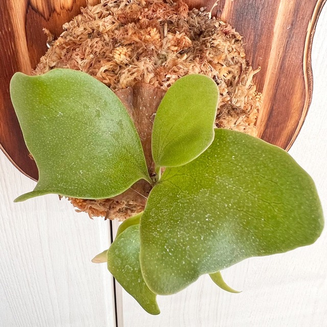 ビカクシダ ヒリードラゴン 板付 【観葉植物 壁掛け コウモリラン】