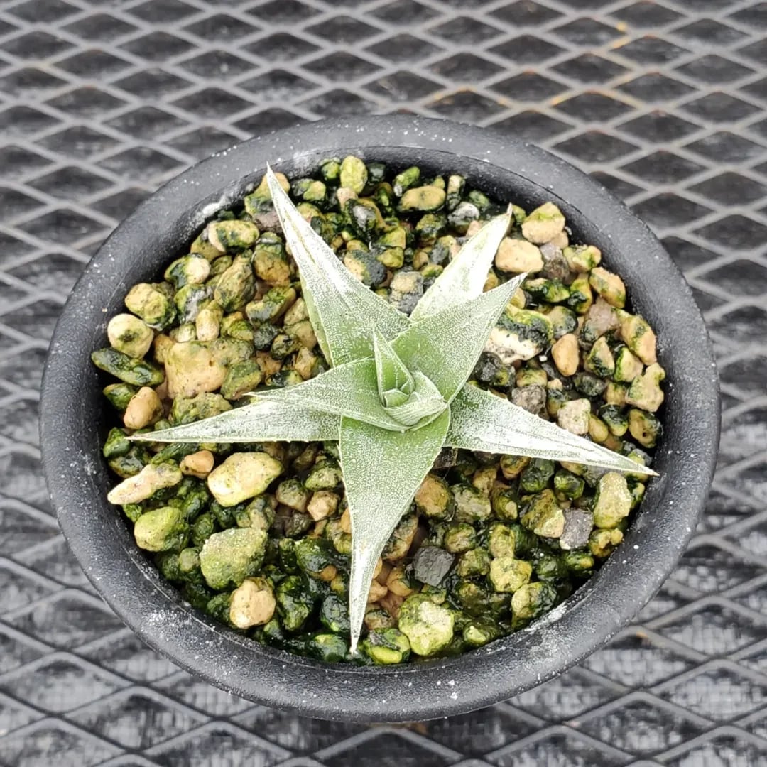 ディッキア　dyckia サティッシュ　satith 子株　発根済み　アガベ 園芸】ディッキアたちの現在（4/17）【記録】 | ゲーミングイエティの生態
