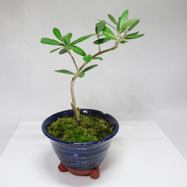 送料無料（沖縄配送） オリーブ 大!盆栽 Oh!Olive Bonsai