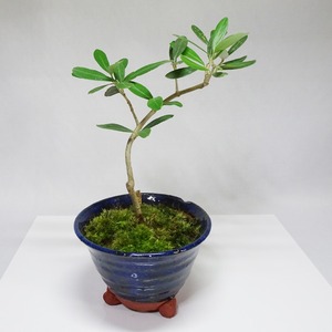 オリーブの盆栽『シプレッシーノ』（アウトレット）No.16006A