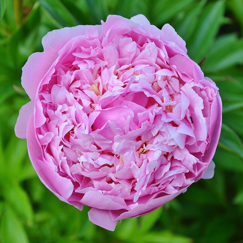 ローズ・アッター　精油