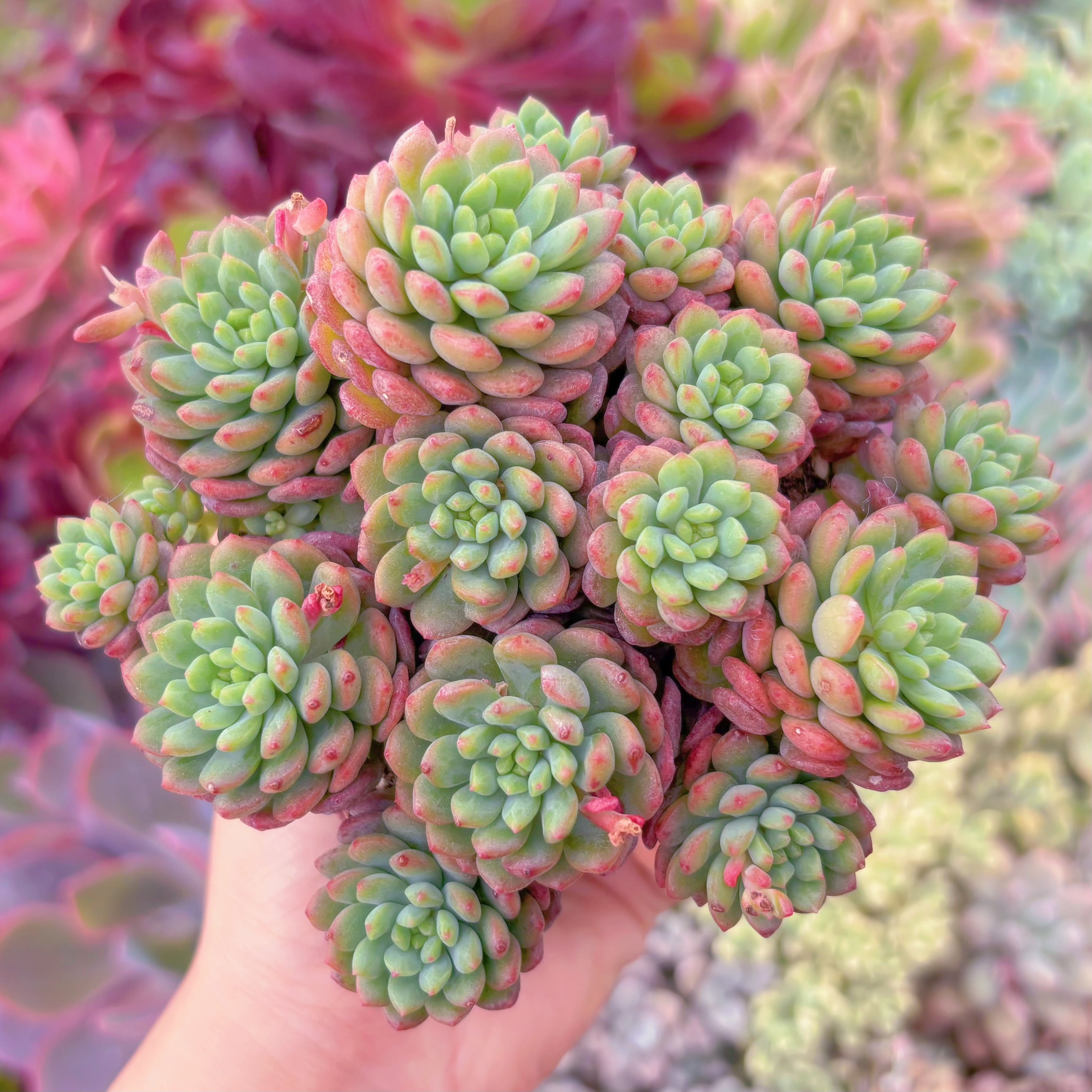 現品　コルネット#F035　群生　るる農園