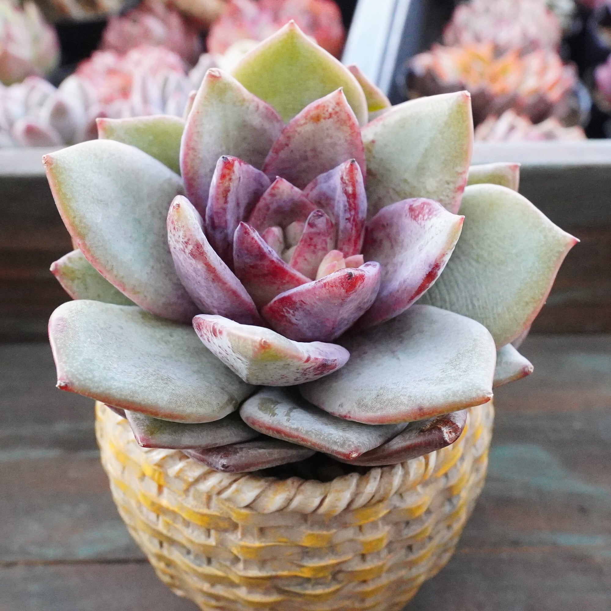 多肉植物 | E-TANIKU