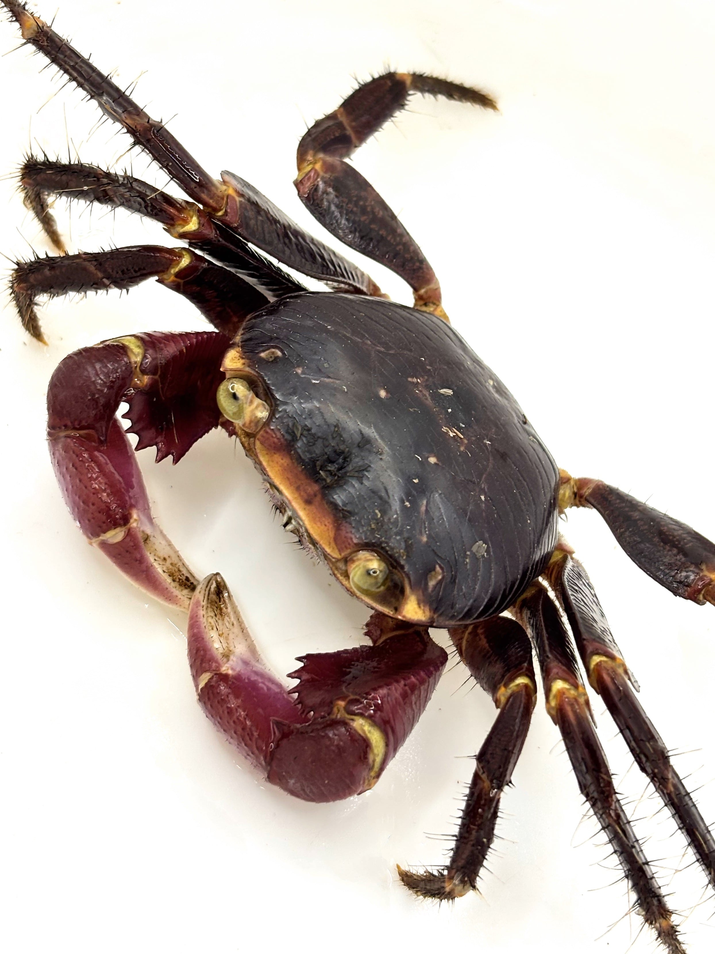 タイゴールデンフリンジタランチュラ Ornithoctonus aureotibialis 1匹