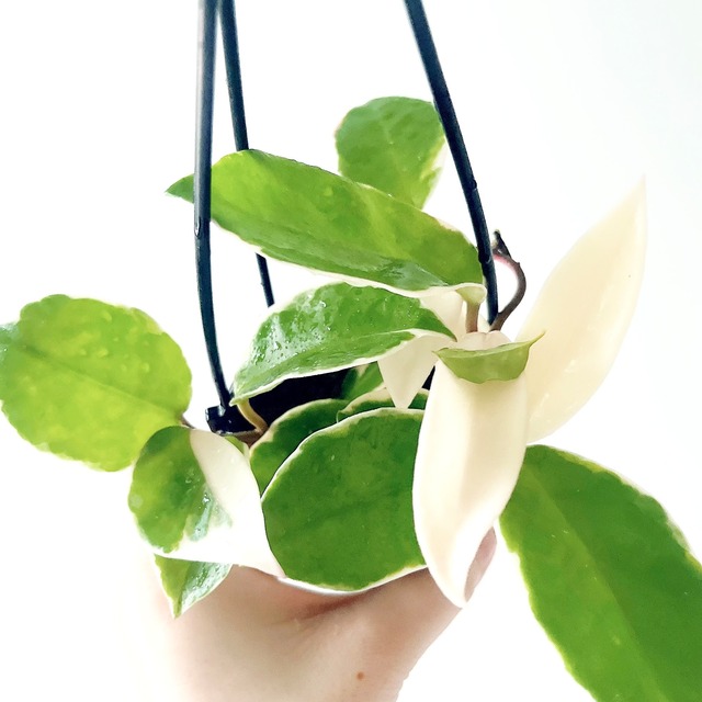 ホヤ カルノーサ リップカラー 観葉植物 calm cafe