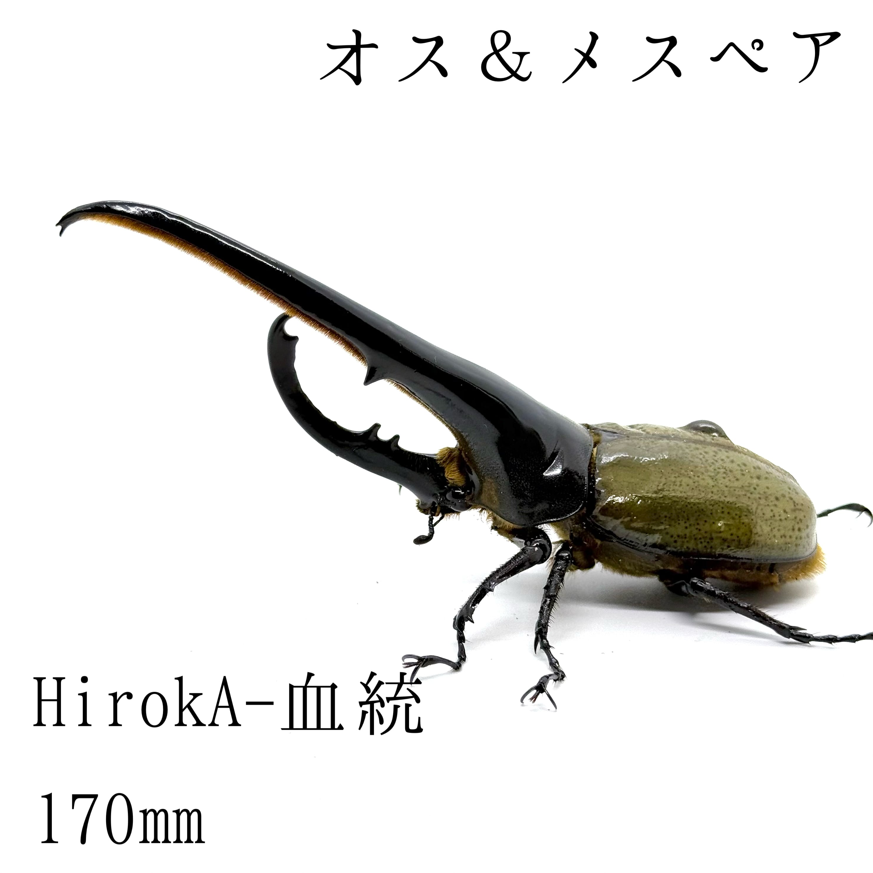 ヘラクレスオオカブトオス♂ | HERCULES-TOKYO
