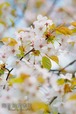 【ポストカード】なごり桜【エゾヤマザクラ】【栗山公園】