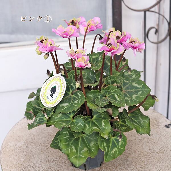 鉢花 シクラメン スクリュースター グリーンティアラ 3号 八重咲き