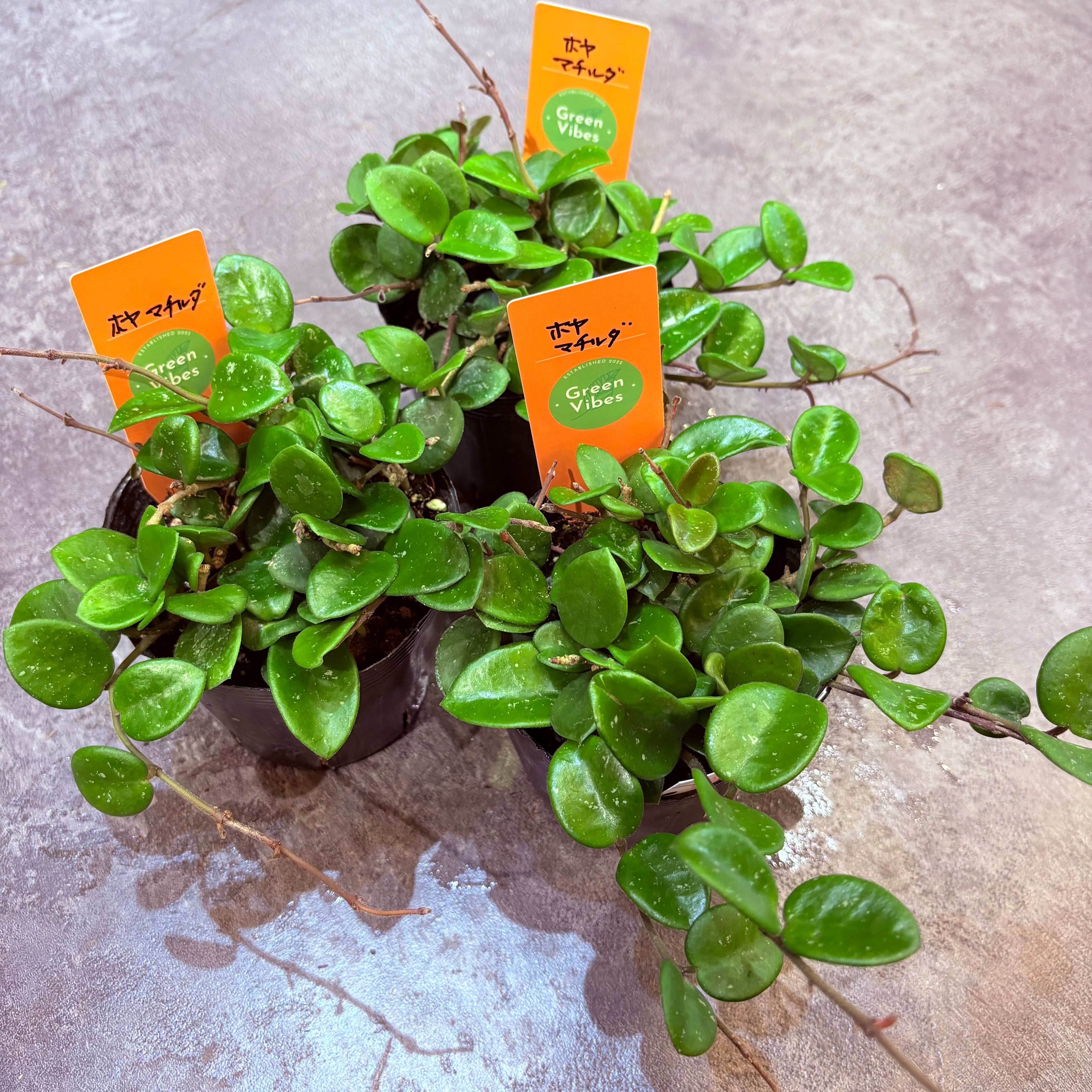 ホヤ マチルダ 3.5号 | Green Vibes 宇都宮市の観葉植物専門店