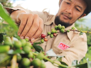 インドネシア クリンチマウンテン コピ ジェルク スマトラ Indonesia Kerinci Mountain kopi jeruk Sumatra 100g