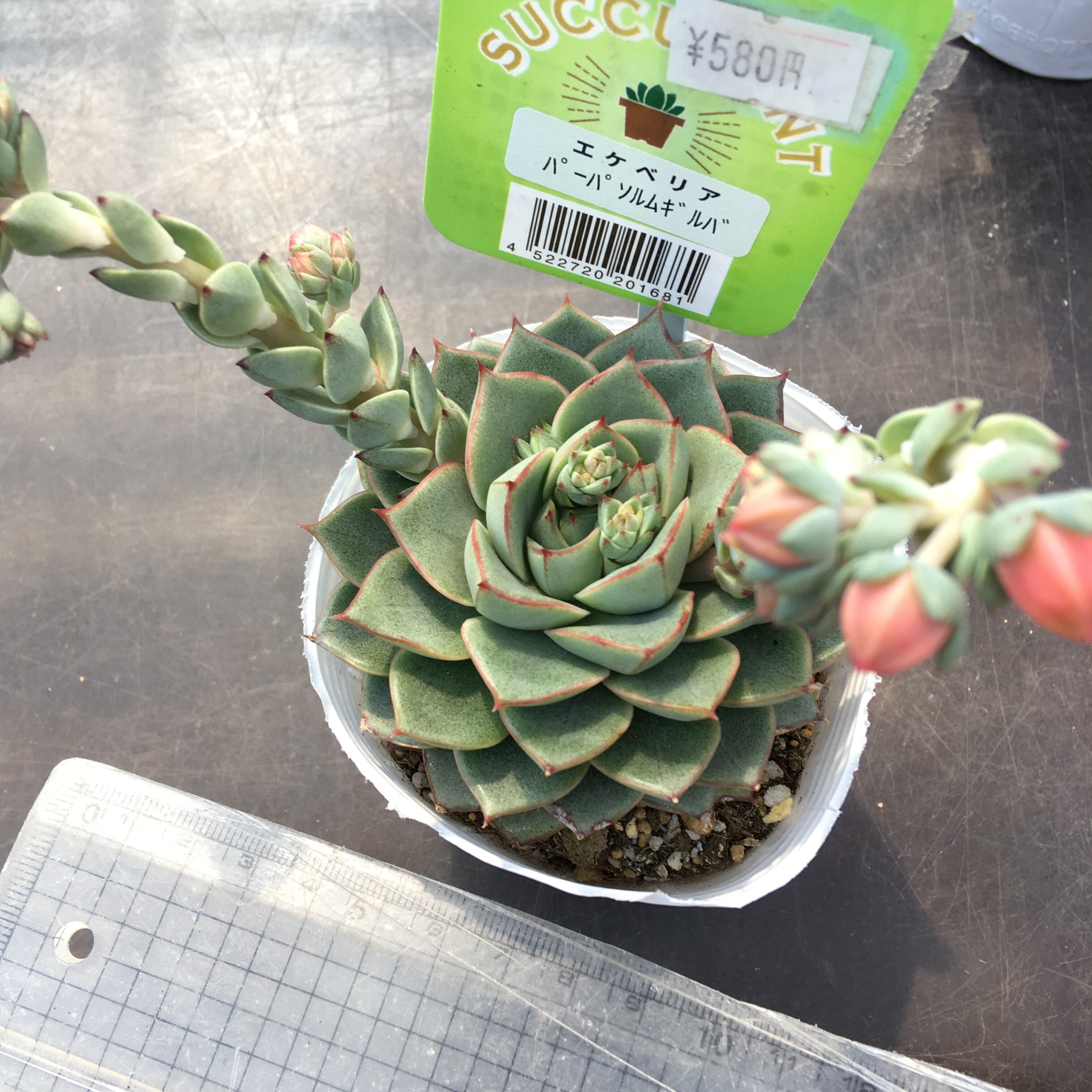 パーパソルムギルバ Rupo 多肉植物専門店