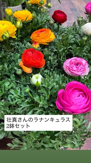 《Aセット》壮真さんの極上ラナンキュラス｜2鉢