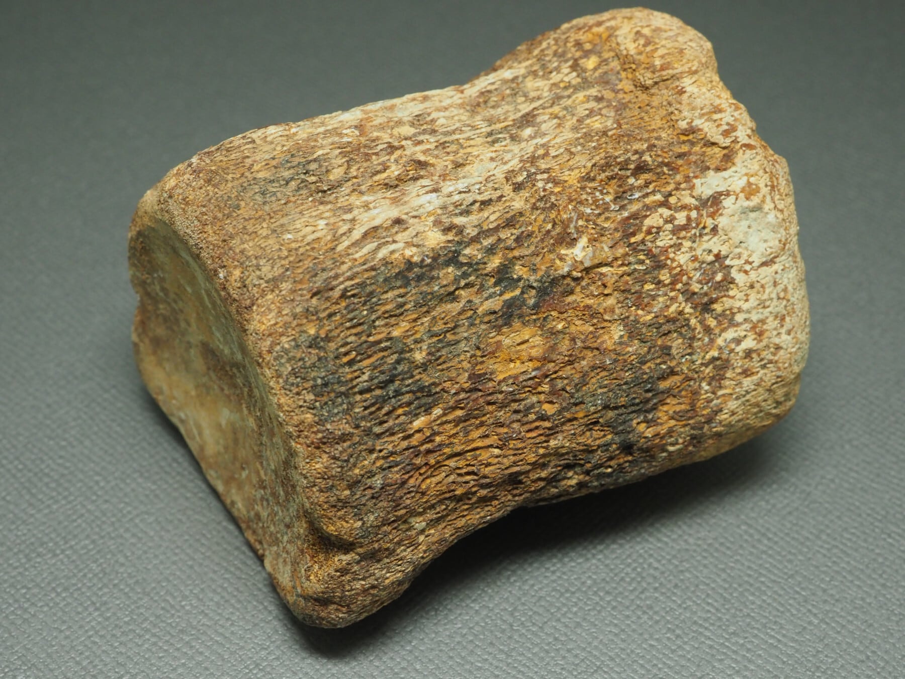 USA産！極上！モササウルスの椎骨【Clidastes sp.】【412g】アメリカ