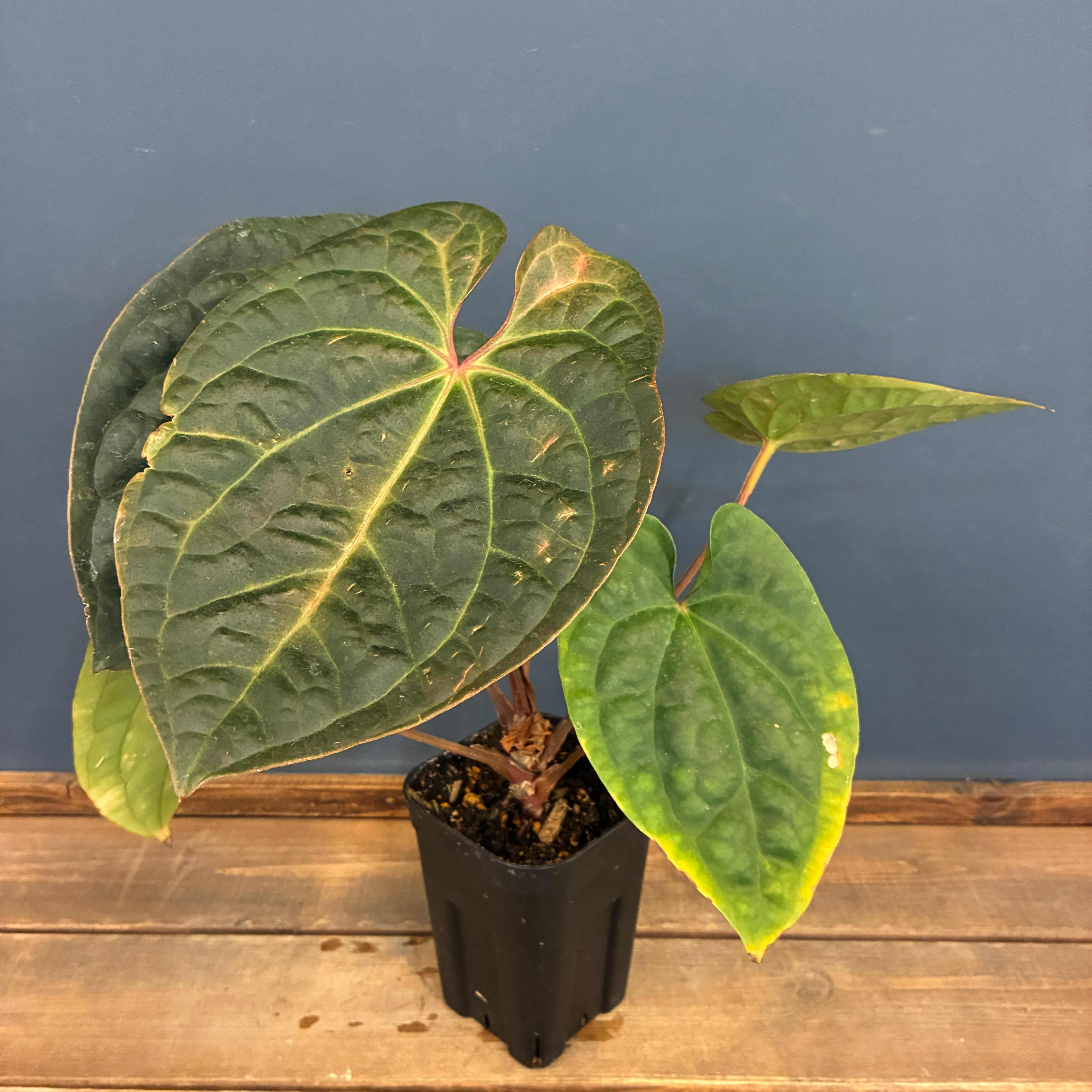 Aechmea disjuncta | PAY ID
