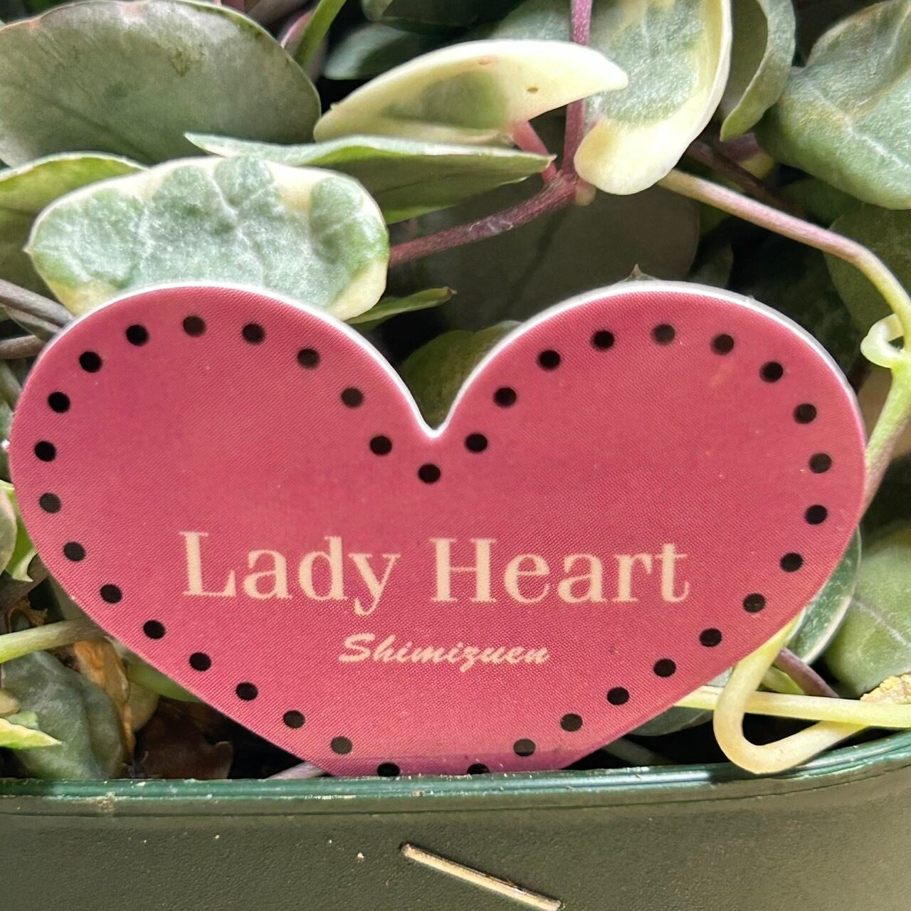 〈人気〉斑入りハートカズラ♡レディーハート②抜き苗 斑入りハートカズラ レディハート 抜き苗 ② - メルカリ