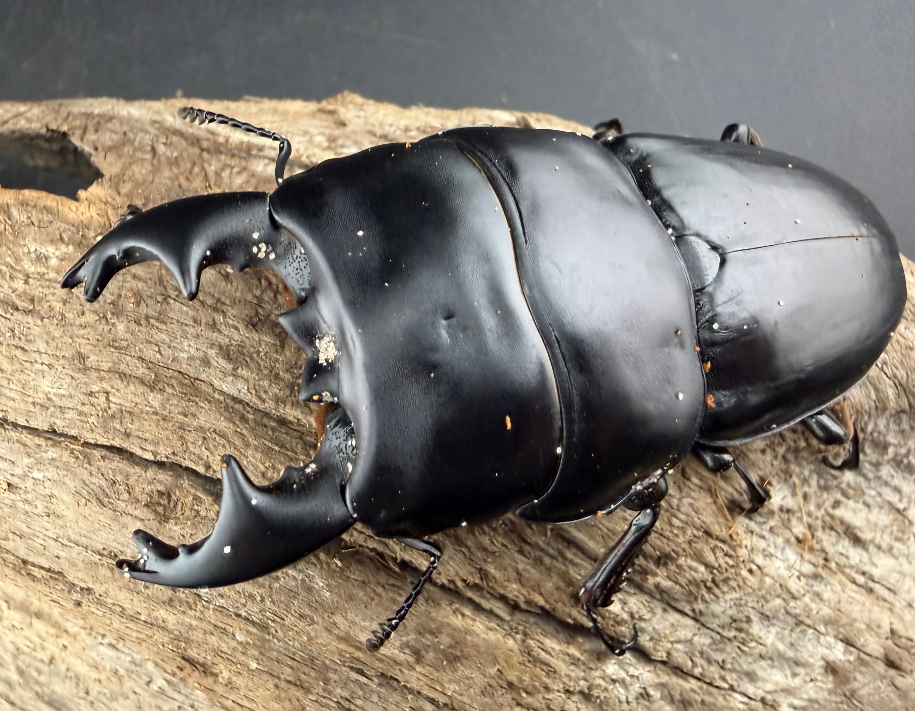 ヒラタクワガタの仲間 | KPW公式オンラインショップ