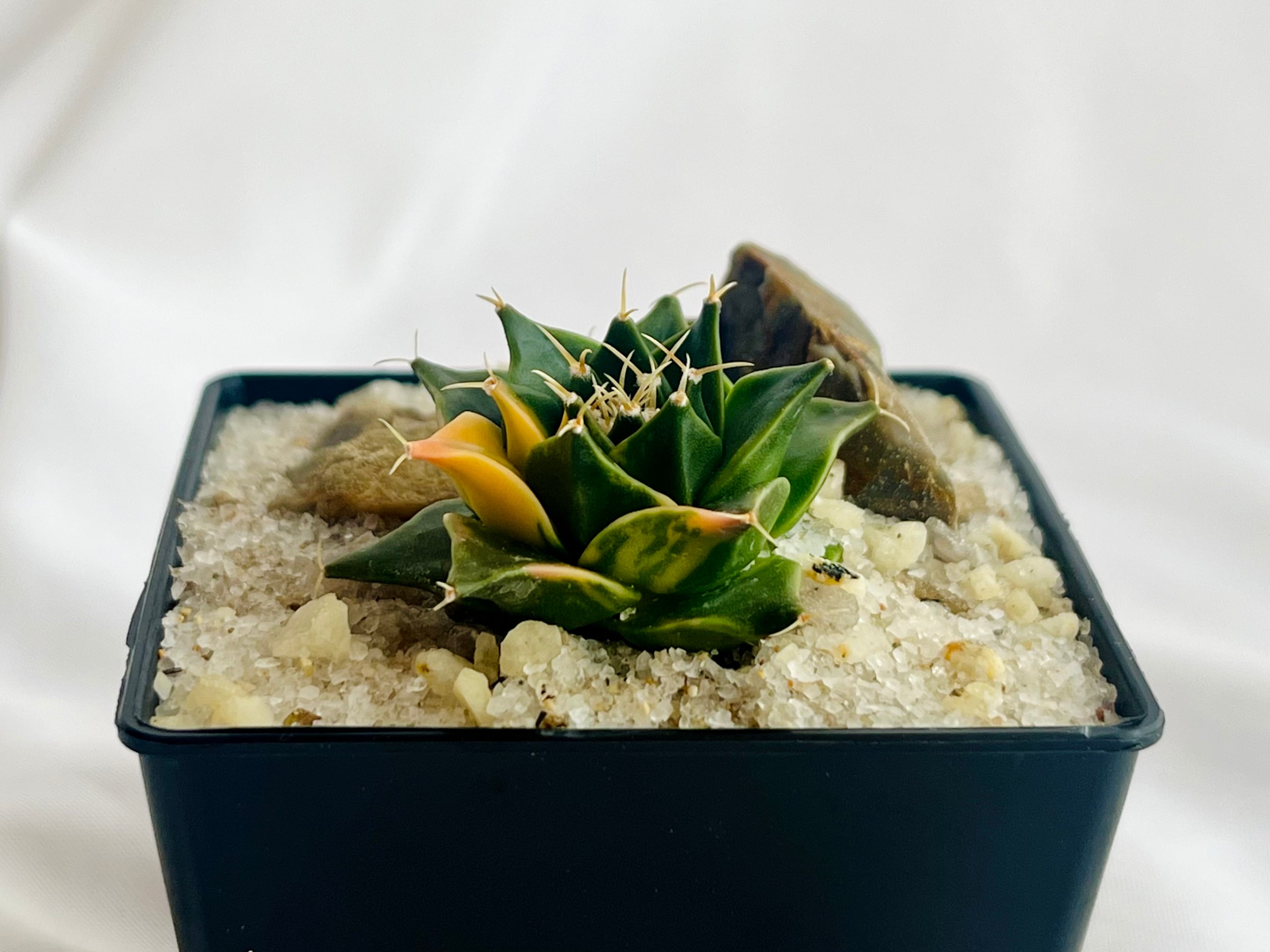 EMP オブレゴニウム 帝冠錦 実生 / CT735 EMP オブレゴニウム 帝冠錦 実生 / CT735 - メルカリ