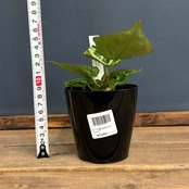 アンスリウム ドラヤキ【218】