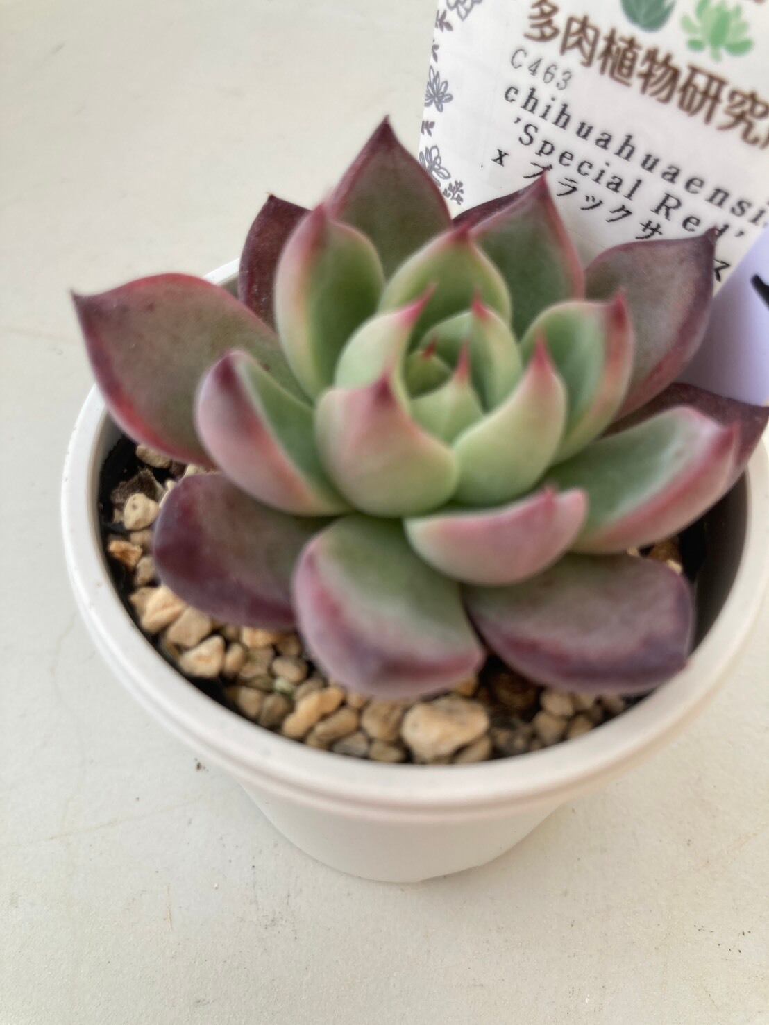 ゆ*う様 エケベリア 「ブラックサバス」「アランフェスエクストラ(パクさん)」2 ゆ*う様 エケベリア 「ブラックサバス」「アランフェスエクストラ(パク