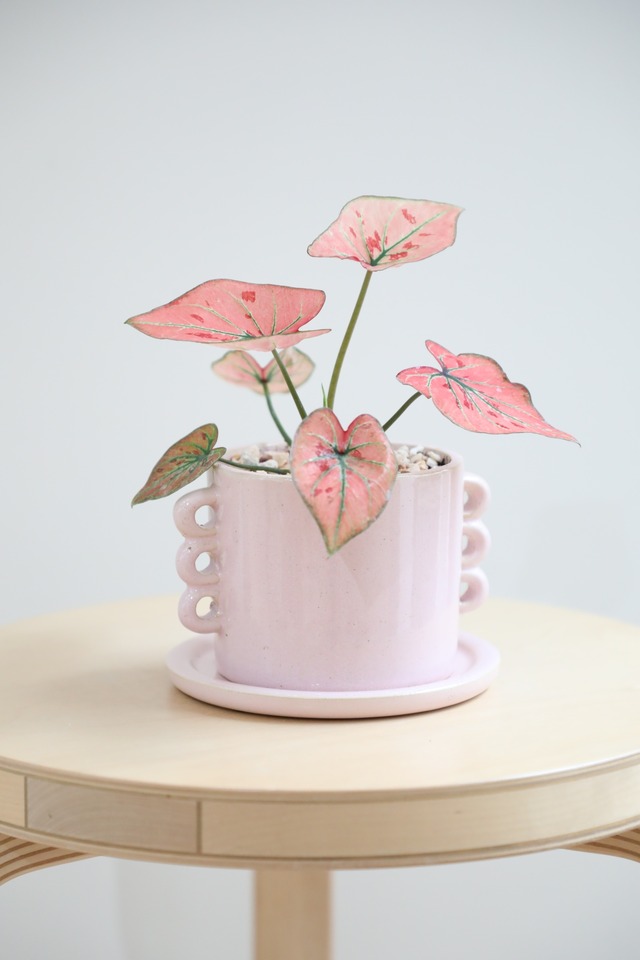 【S】カラジウム ストロベリーハーツ/Caladium