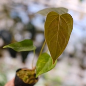 Anthurium Queen of Heart / アンスリウム クイーン オブ ハート⑰ / 観葉植物<育て方・花言葉>