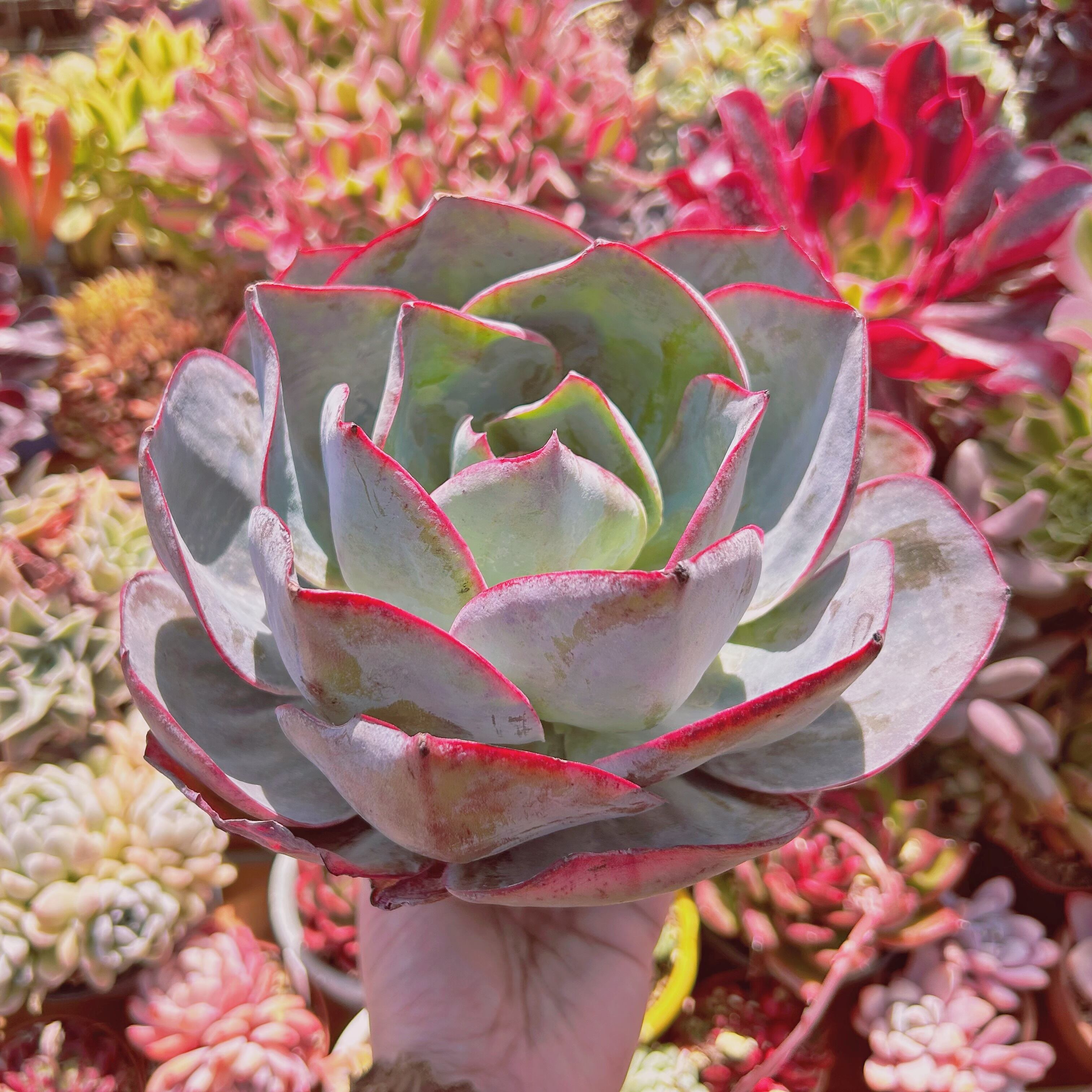 多肉植物　 サブリギダxブルーライト　特大　直径約14cm