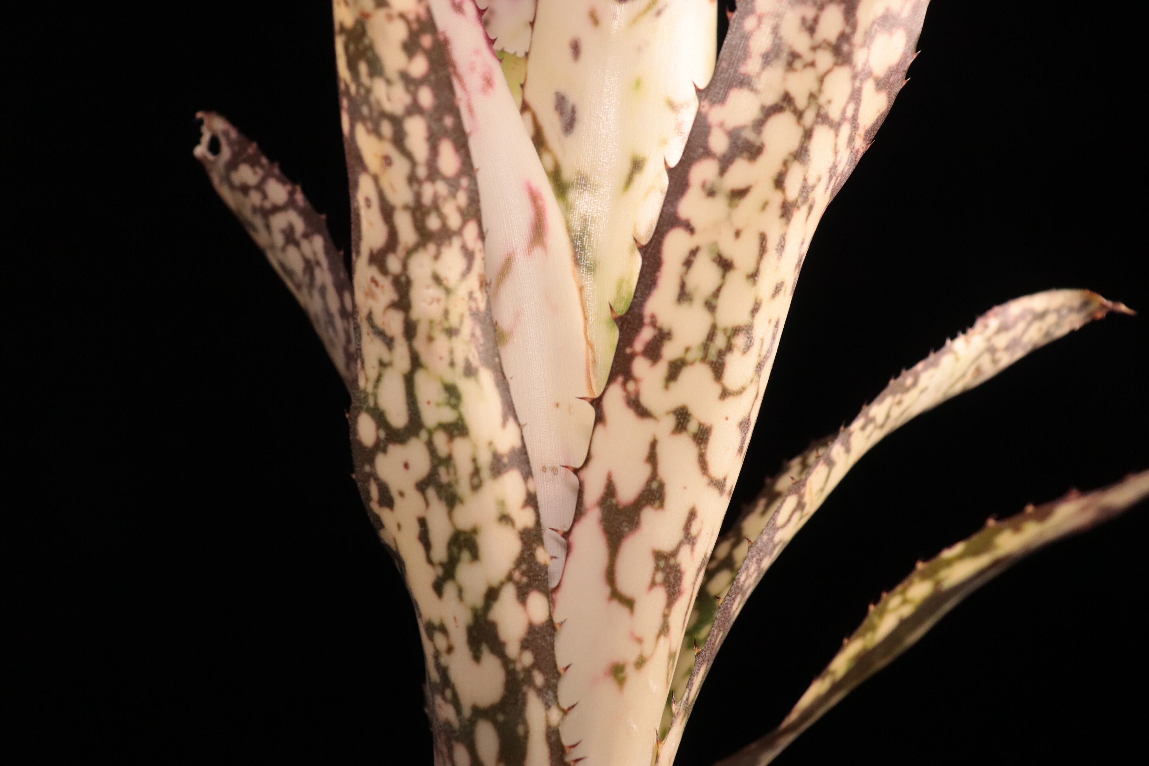 送料無料】Billbergia Birds of the Paradise (Hallelujah x Alaka'i