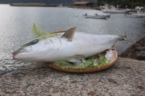 天然ぶり(4~5k)1匹丸ごと裁き済み鮮魚