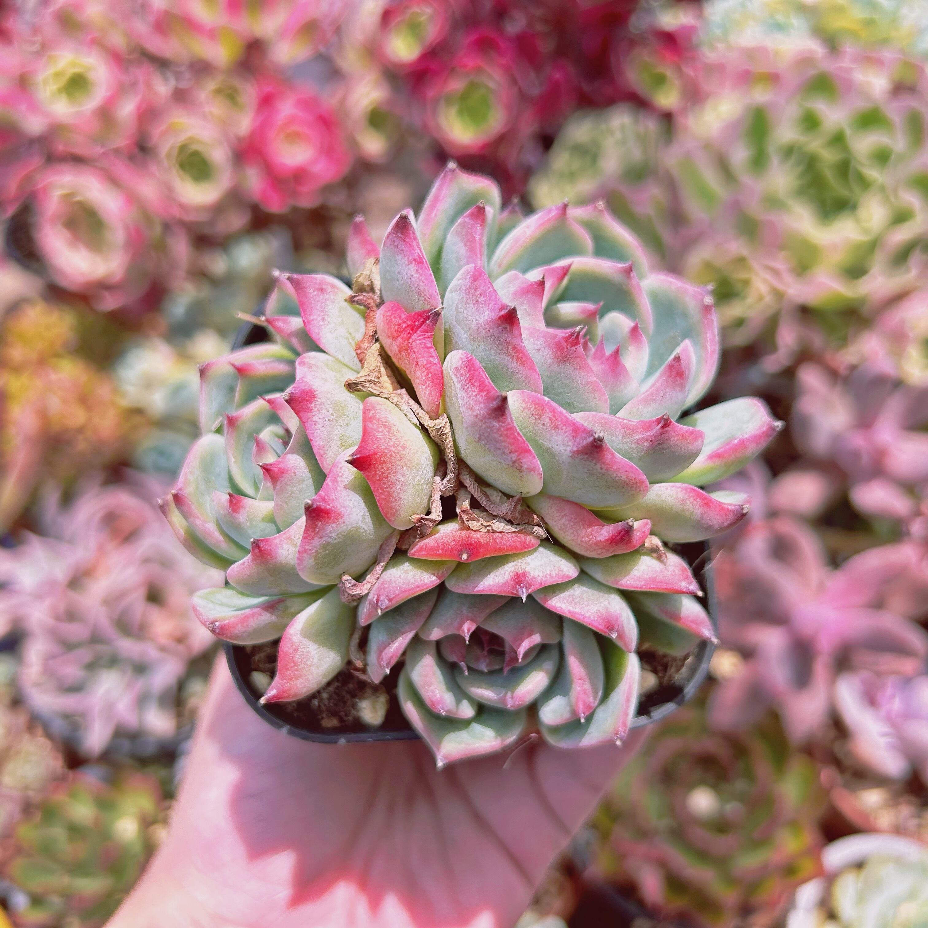 #2189現物　多肉植物　Lindsay  特大　