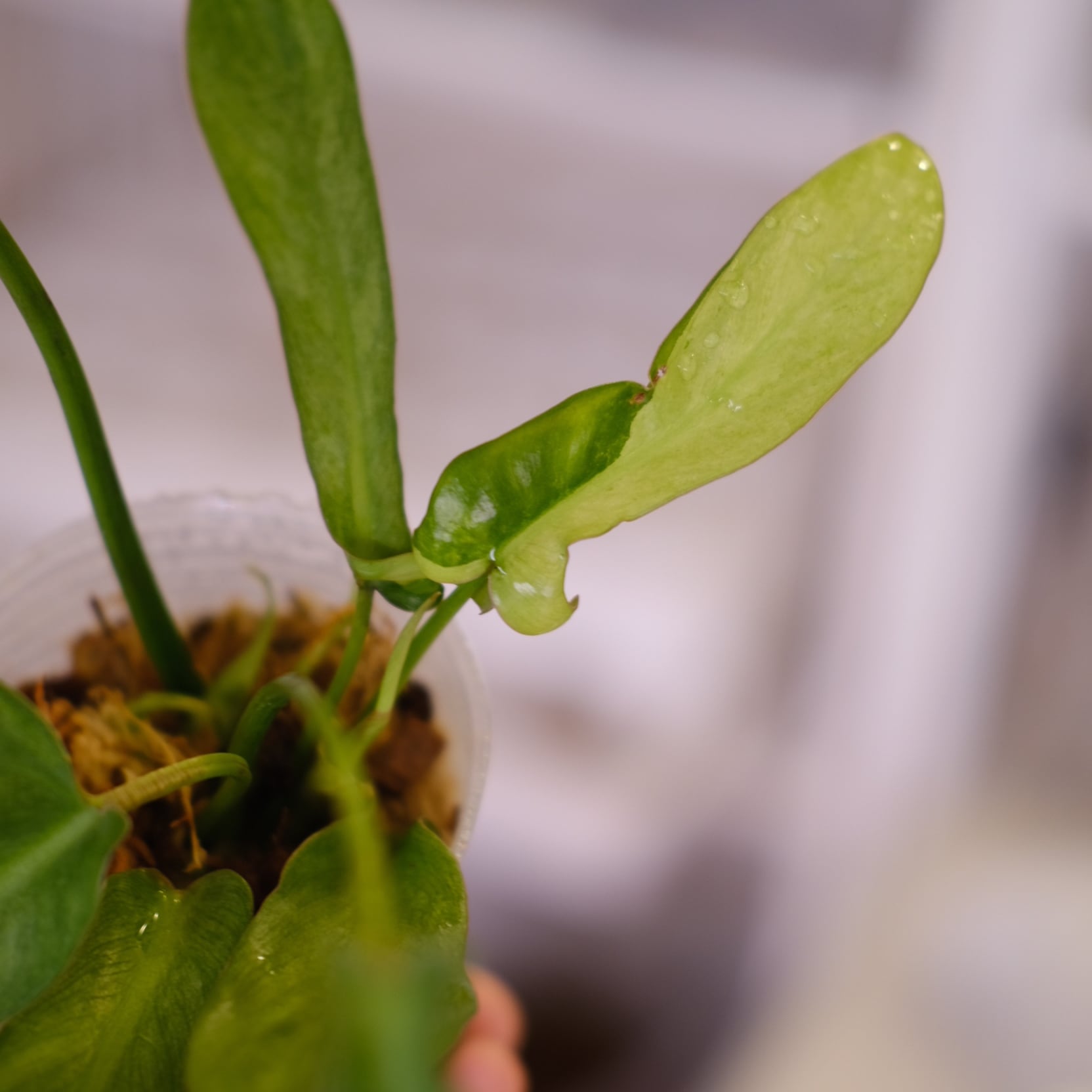 Philodendron longilobatum mint②｜フィロデンドロン フィロデンドロン ロンギロバトム ミント│Philodendron longilobatum