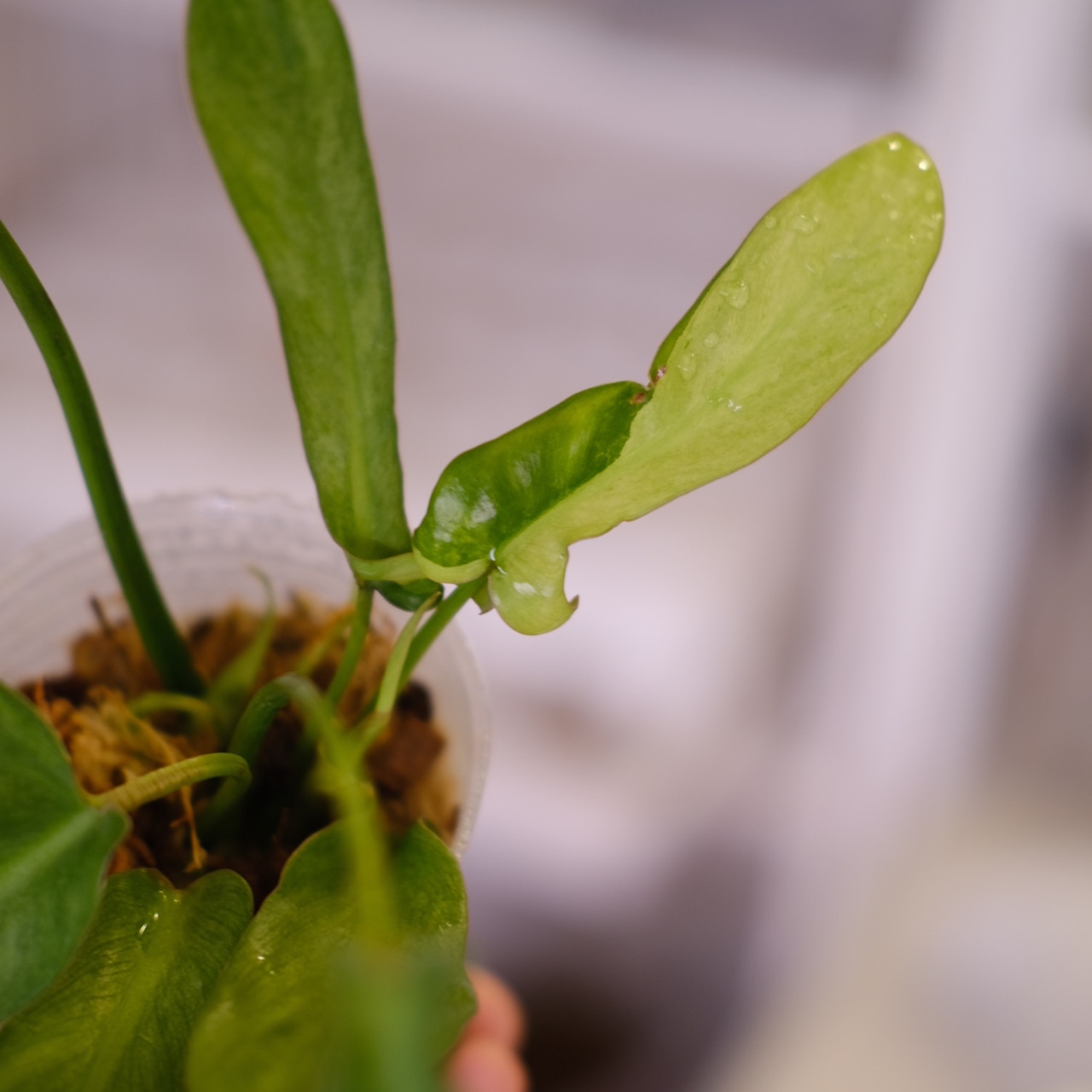 フィロデンドロン ロンギロバトム ミント│Philodendron longilobatum mint varigated