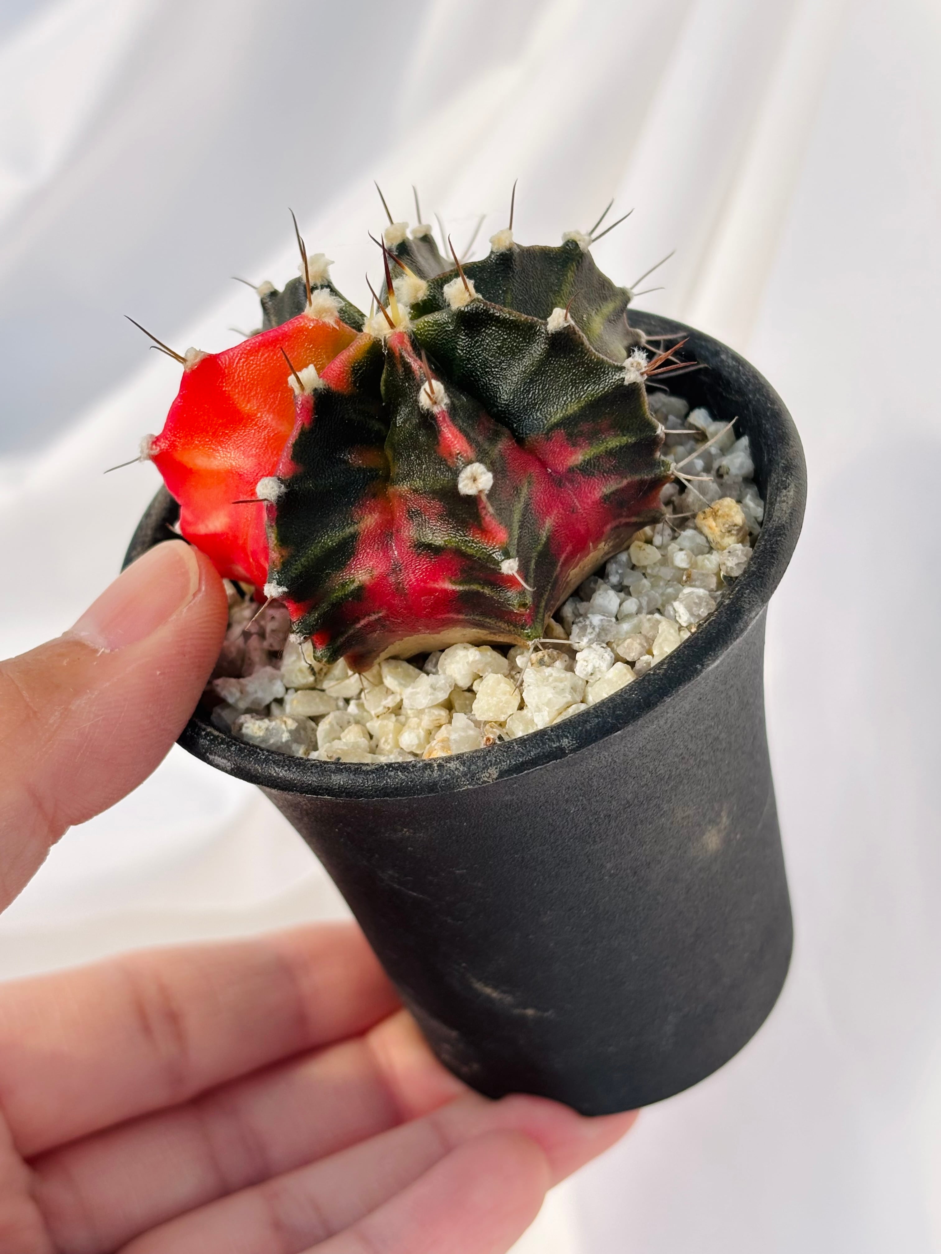 Gymnocalycium mihanovichii 緋牡丹錦 サボテン | plants MARU