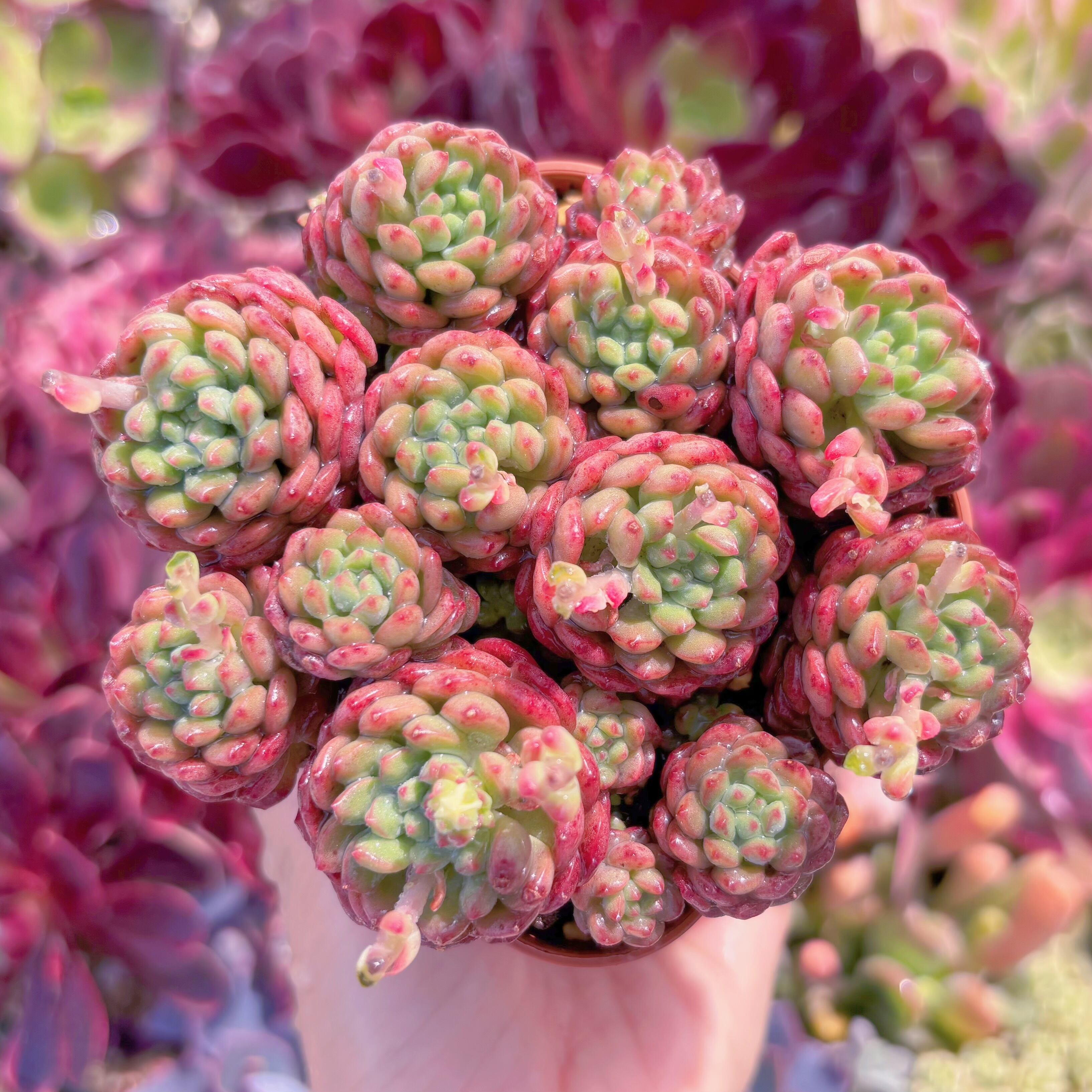 現品　コルネット#D18　群生　るる農園