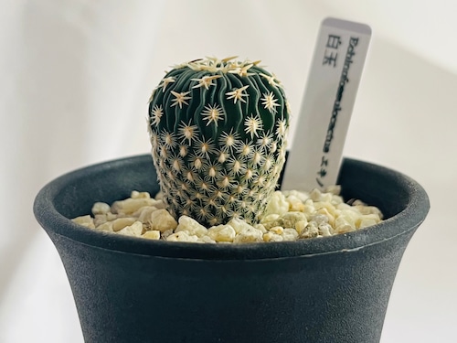 Echinofossulocactus phyllacanthus　エキノフォスロカクタス　白玉 　サボテン