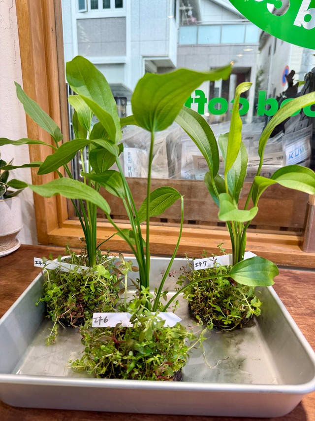 【ADA】8月22日ADA侘び草エキノドルスMIX.写真の現物配送です！あかだまちゃん激推し水草の寄せ植えです。水中でも半水中でも楽しめます）