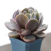 【PREMIUM】抜き苗 ラウイ バラ型・丸葉タイプ？ Echeveria laui