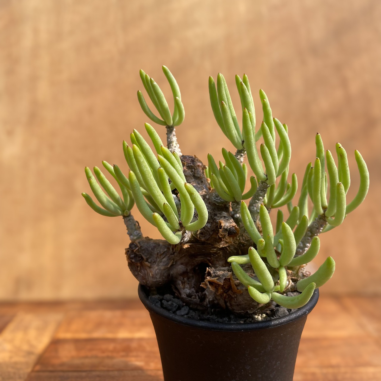 Tylecodon pearsonii【チレコドン・ペアルソニー】