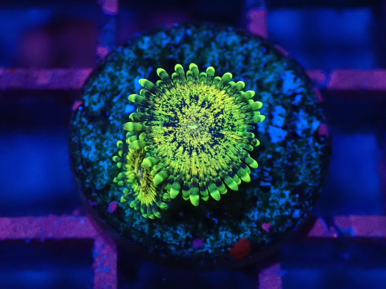 【つきみ堂Breed】JakartaZoa Gold 1