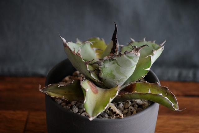 アガベ チタノタ ブラックアンドブルー